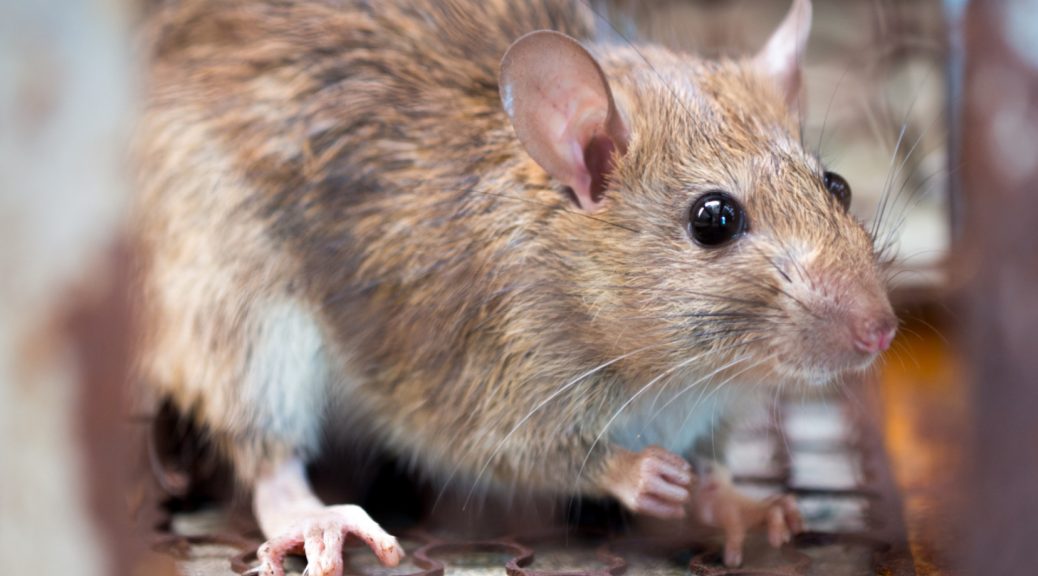 Présence de rats chez vous à Voiron : pourquoi faire intervenir un dératiseur ?